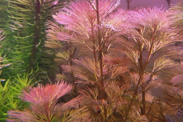 如何修剪红菊水草，需打顶修剪保持植株的健康