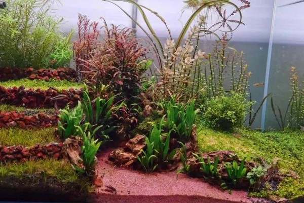 如何修剪红菊水草，需打顶修剪保持植株的健康