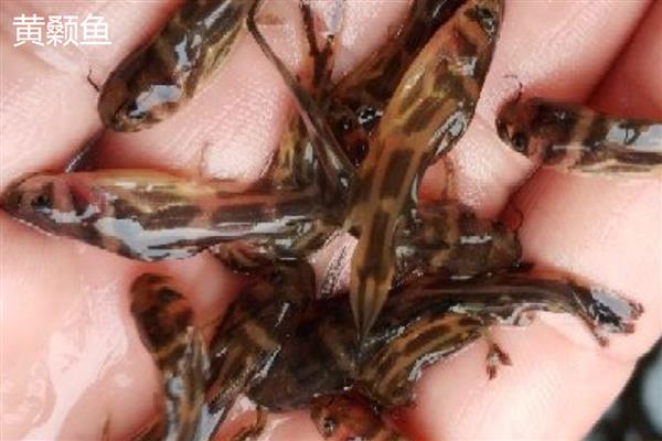 黄颡鱼苗的品种,常见的有瓦氏黄颡鱼、长须黄颡鱼