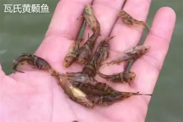 黄颡鱼苗的品种,常见的有瓦氏黄颡鱼、长须黄颡鱼