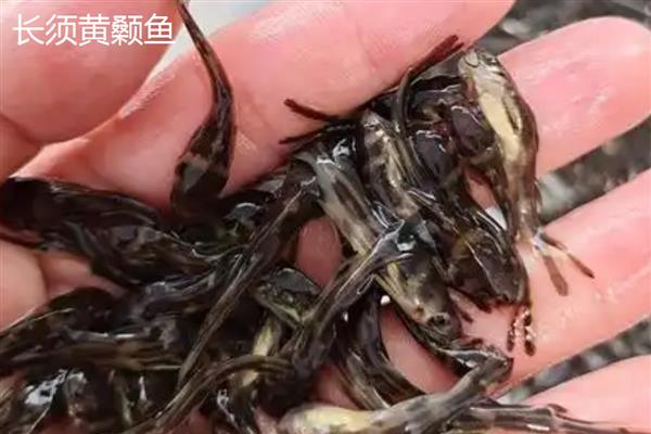 黄颡鱼苗的品种,常见的有瓦氏黄颡鱼、长须黄颡鱼