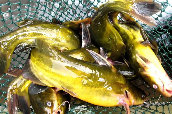 黄颡鱼苗的品种,常见的有瓦氏黄颡鱼、长须黄颡鱼