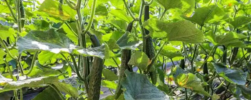 黄瓜不可用哪些农药，禁止使用666、DDT、杀虫眯等