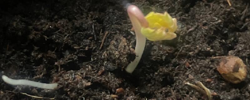 牵牛花夏天能发芽么 ，夏天难发芽