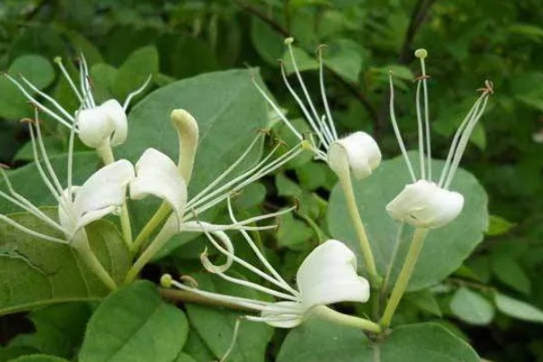 金银花白粉病的症状,主要危害叶片