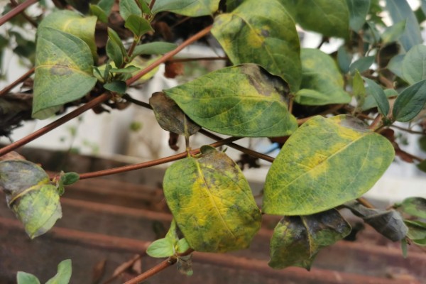 金银花白粉病的症状,主要危害叶片
