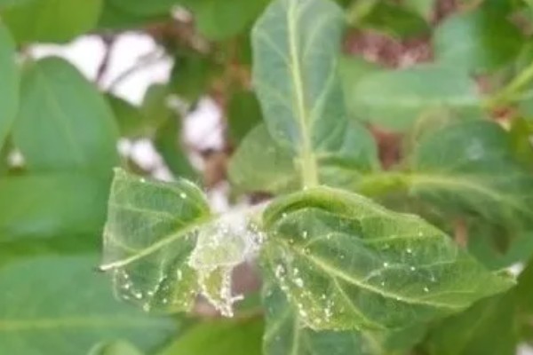 金银花白粉病的症状,主要危害叶片