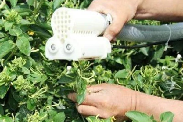 金银花白粉病的症状,主要危害叶片