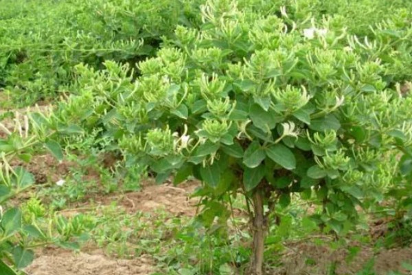 金银花白粉病的症状,主要危害叶片