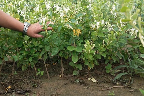 金银花白粉病的症状,主要危害叶片