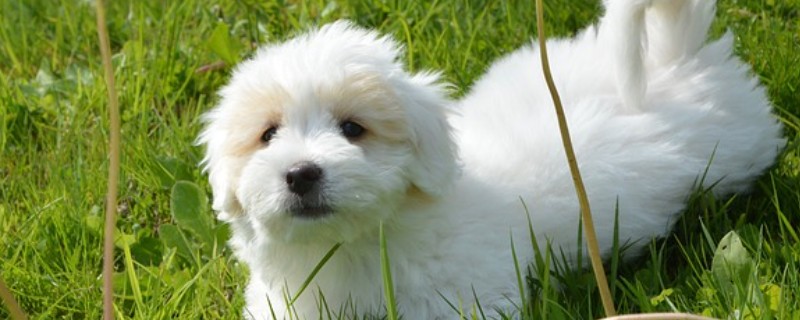 狗狗肾衰如何预防,首先要避免狗狗中毒