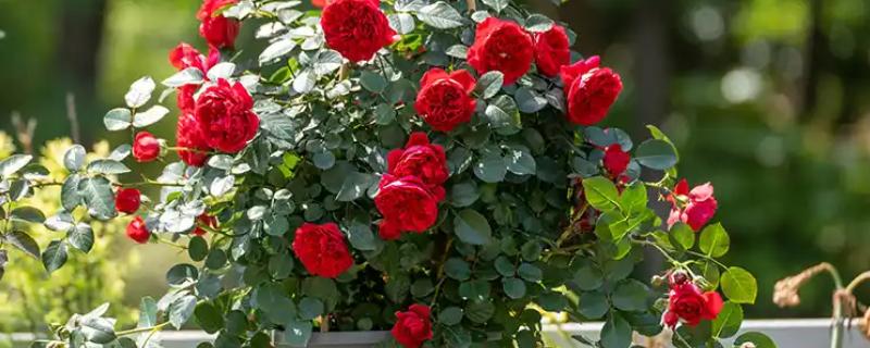 如何给藤本月季花盆栽换盆，选择在每年的春天进行