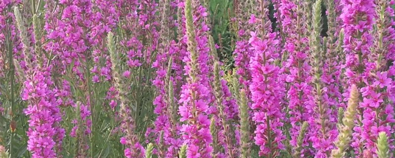 千屈菜是不是薰衣草，千屈菜不是薰衣草