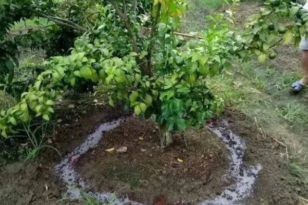 柠檬树出现花苞要使用什么肥料，施入磷钾肥再浇水可让它更好地吸收养分