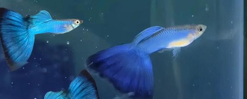 新手养什么鱼好，适合新手养的是孔雀鱼