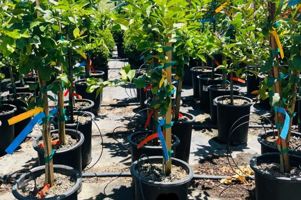 柠檬树出现花苞要使用什么肥料，施入磷钾肥再浇水可让它更好地吸收养分