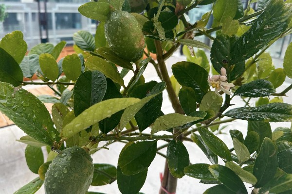 柠檬树出现花苞要使用什么肥料，施入磷钾肥再浇水可让它更好地吸收养分