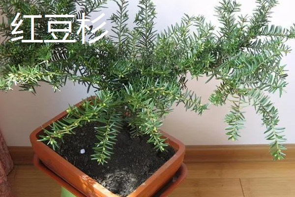 有哪些耐寒的庭院名贵树木，常见的有红豆杉、金丝楠等