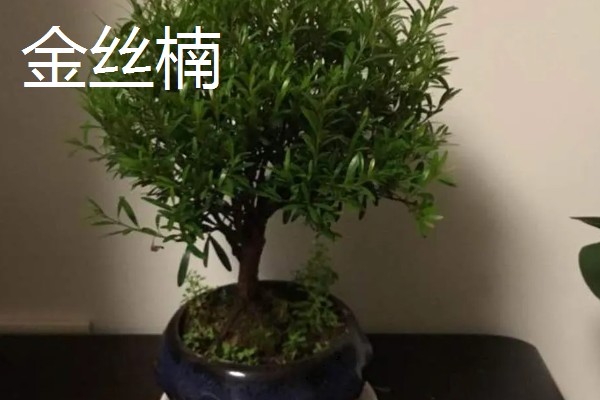 有哪些耐寒的庭院名贵树木，常见的有红豆杉、金丝楠等