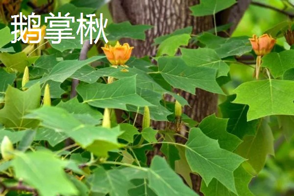 有哪些耐寒的庭院名贵树木，常见的有红豆杉、金丝楠等
