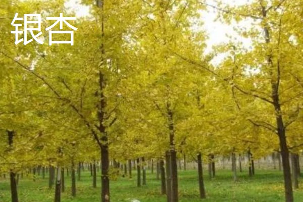 有哪些耐寒的庭院名贵树木，常见的有红豆杉、金丝楠等