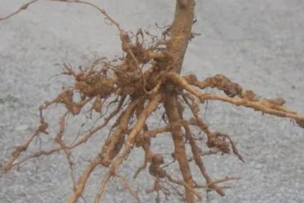 根结线虫的危害特征，主要为害各种蔬菜的根部