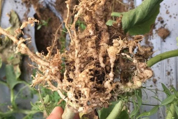 根结线虫的危害特征，主要为害各种蔬菜的根部