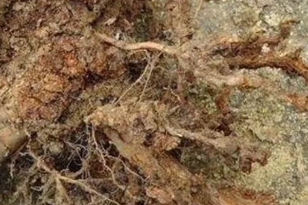 根结线虫的危害特征，主要为害各种蔬菜的根部