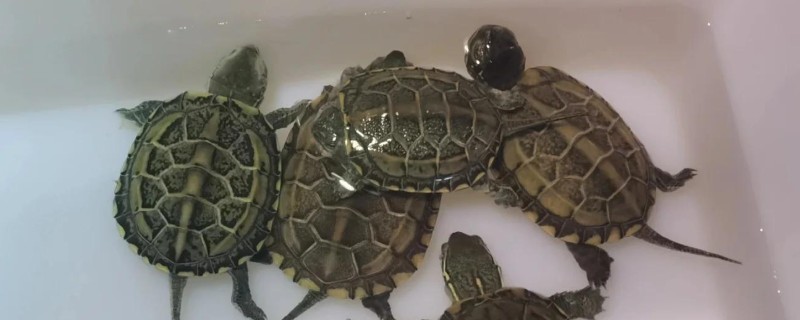 乌龟几天换一次水，一般三天换一次水