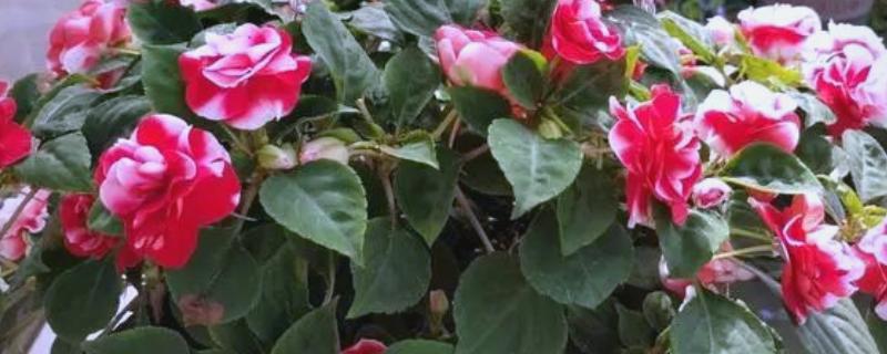 水梅花和凤仙花的区别是什么，科属和叶子均不同