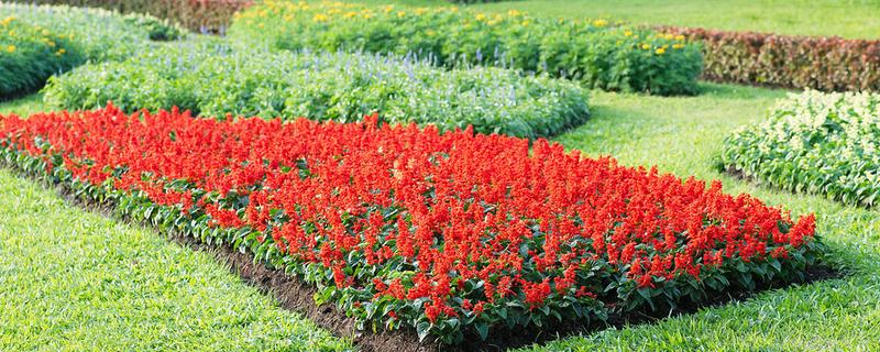 花圃和花卉的区别是什么，花圃是培育花卉的场地
