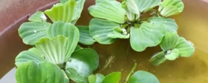 如何水培芙蓉花叶片，使用比较浅的容器来水培