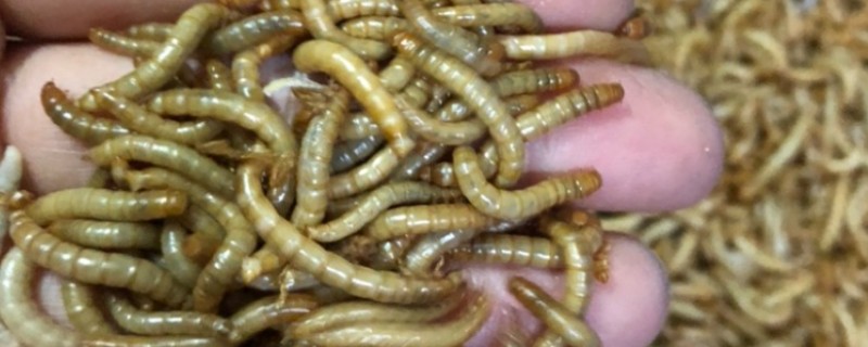 黄粉虫冬季的养殖方法，要保持养殖室的温度