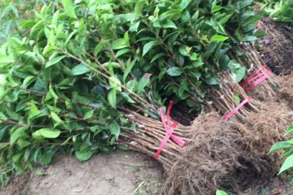 怎么选择油茶苗,经过审定才是优良品种