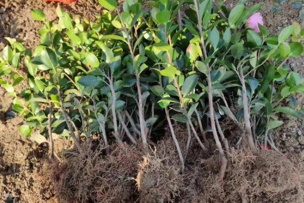 怎么选择油茶苗,经过审定才是优良品种