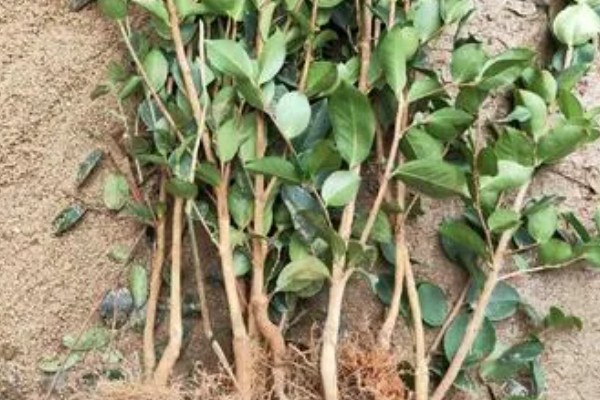 怎么选择油茶苗,经过审定才是优良品种