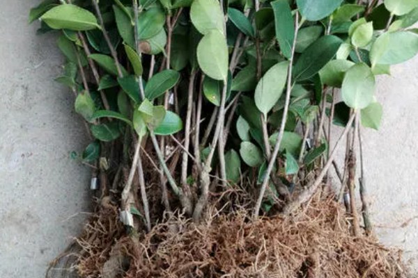 怎么选择油茶苗,经过审定才是优良品种