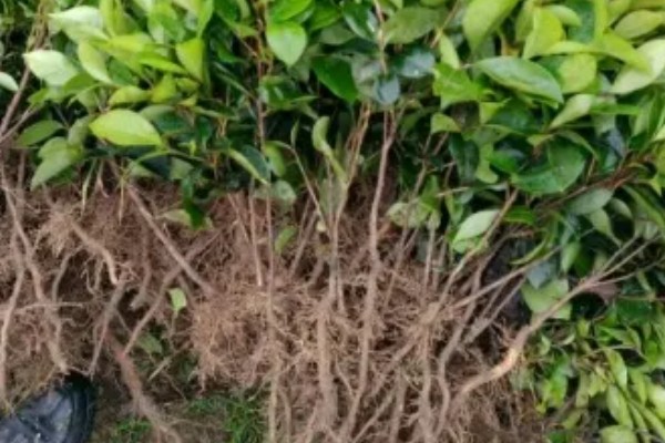 怎么选择油茶苗,经过审定才是优良品种