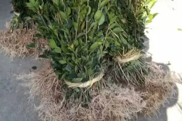 怎么选择油茶苗,经过审定才是优良品种