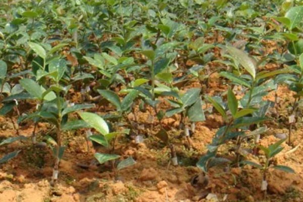 怎么选择油茶苗,经过审定才是优良品种