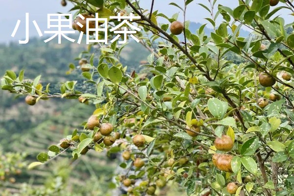 怎么选择油茶苗,经过审定才是优良品种