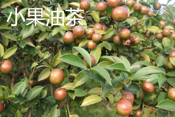 怎么选择油茶苗,经过审定才是优良品种
