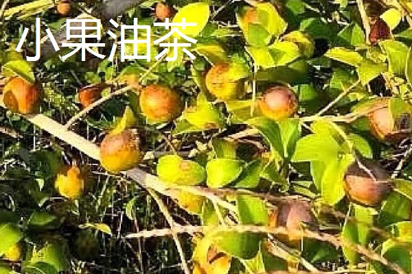 怎么选择油茶苗,经过审定才是优良品种