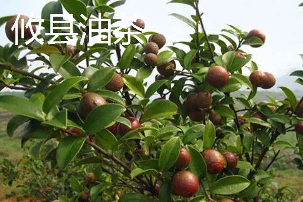 怎么选择油茶苗,经过审定才是优良品种