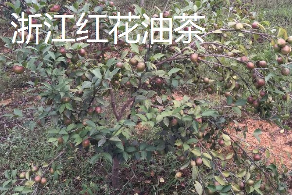 怎么选择油茶苗,经过审定才是优良品种