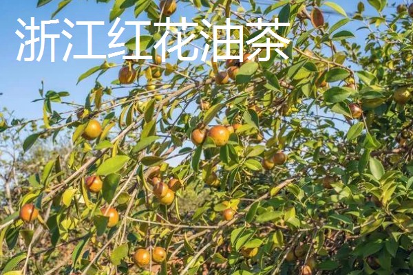 怎么选择油茶苗,经过审定才是优良品种