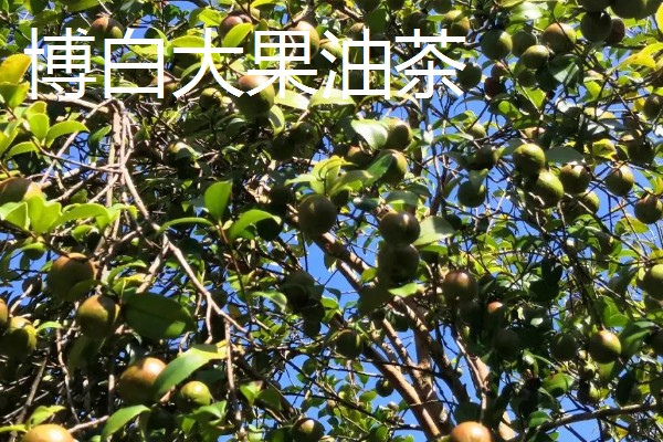 怎么选择油茶苗,经过审定才是优良品种