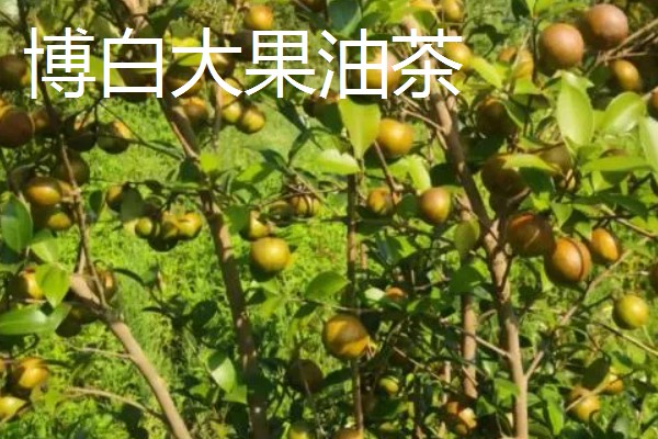 怎么选择油茶苗,经过审定才是优良品种