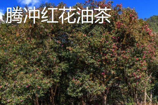 怎么选择油茶苗,经过审定才是优良品种