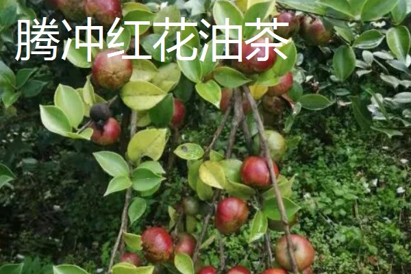 怎么选择油茶苗,经过审定才是优良品种